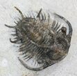 Spiny Ceratarges Koumalii Trilobite - Zireg, Morocco #44528-4